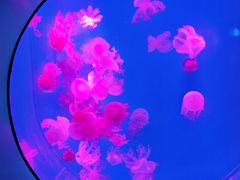 -海合安武汉极地海洋公园