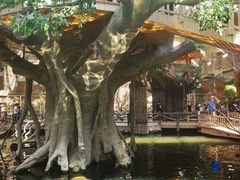 -南宫五洲植物乐园