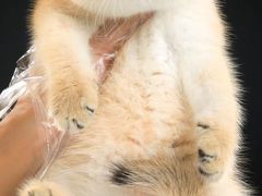-钦宠·猫咪售卖·洗护·寄养(东圃旗舰店)