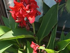 -芦茨金富饭庄·25年老字号·专做稻草鸡