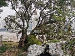 -江心屿景区
