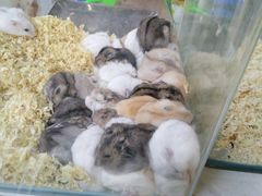 -曲阳花鸟市场(曲阳路店)