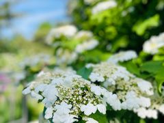 -国家植物园