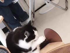 -共舞时光猫咖·狗咖(新街口店)