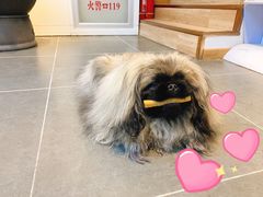 -萌兽医馆·眼科·异宠专科(三里屯店)