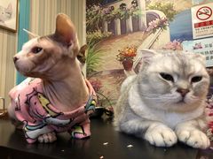-猫小院猫主题咖啡厅(北锣店)