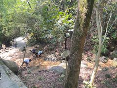 -火炉山森林公园