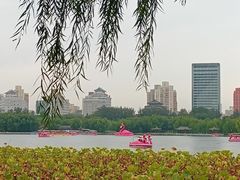 -莲花池公园