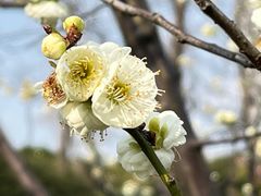 -新虹桥中心花园