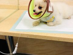 -安安宠医·安宠宠物医院