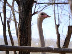 -青藏高原野生动物园