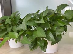 -北京华佳律师事务所(双井店)