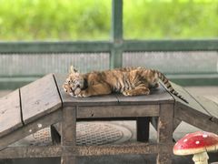 -秦皇岛野生动物园