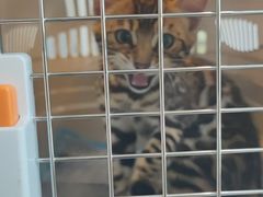 -瑞派·关忠动物医院·猫专科·犬专科(三环新城店)