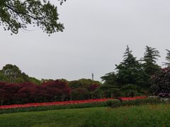 -上海鲜花港