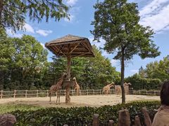 -上海野生动物园