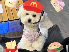 -翊宠yipet猫狗购宠庄园犬舍•猫舍