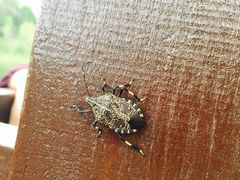 -黄海国家森林公园