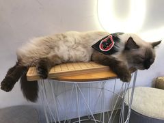 -有猫主题·治愈系猫咖(曾厝垵店)