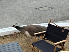 -J Create城市露营咖啡·简餐·宠物(上海动物园店)