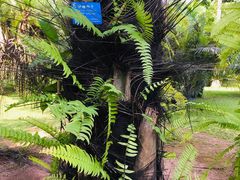 -中国科学院西双版纳热带植物园
