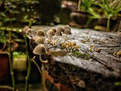 -华冠悠岚·庭院餐厅(青城后山店)