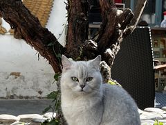 -喵屿·大理花园猫咖