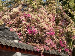 -深圳国际园林花卉博览园