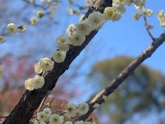 -无锡梅园公园