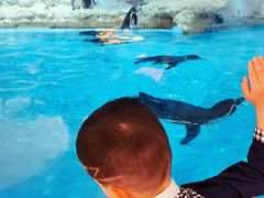 -帝企鹅自助餐厅•儿童岛•真企鹅(长隆企鹅酒店)