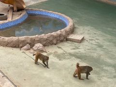 -青藏高原野生动物园