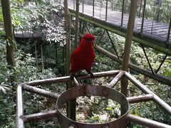 -新加坡飞禽公园