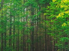 -桤木河湿地公园