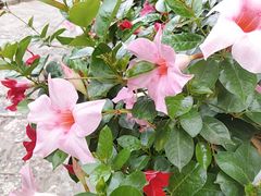 -木王宴语·野生鲜菌火锅(玉河店)