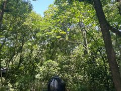 -上海佘山国家森林公园天马山园