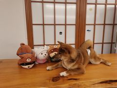 -豆柴町-柴犬主题狗咖(红鼎国际C座店)