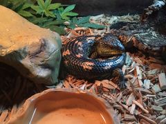 -帕帕拉兹宠物(亚洲旗舰店)