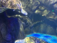 -太平洋海底世界