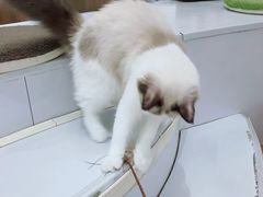 -COLOR PETS 撸猫馆·购猫·猫咖(长风大悦城店)