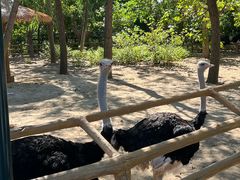 -大连森林动物园