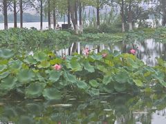 -金银湖国家城市湿地公园