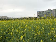 -光明小镇欢乐田园