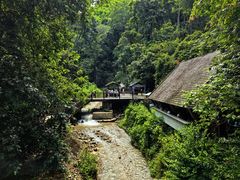 -西双版纳原始森林公园