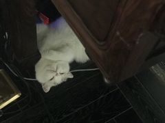 -猫大福·Fortune Cat猫舍(百子湾店)