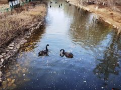 -长白岛森林公园