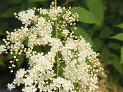 -牛背梁国家森林公园