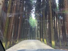 -武陵山森林公园