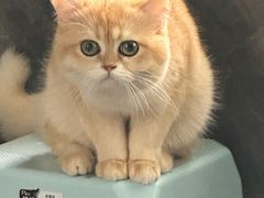 -后卫寨猫耳朵(凤城三路店)