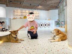 -柴务处·柴犬主题狗咖