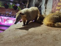 -Zoolung Zoolung动物主题公园(海信广场店)